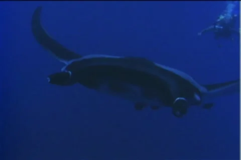 BL113-013 動画素材 7908903