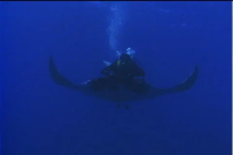 BL113-014 Stock Footage 7908911