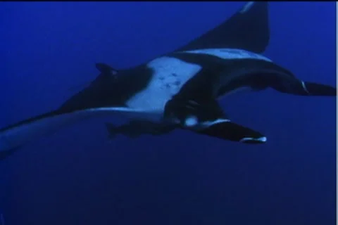 BL113-015 Stock Footage 7908937