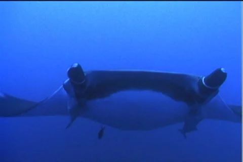 BL113-016 Stock Footage 7908943