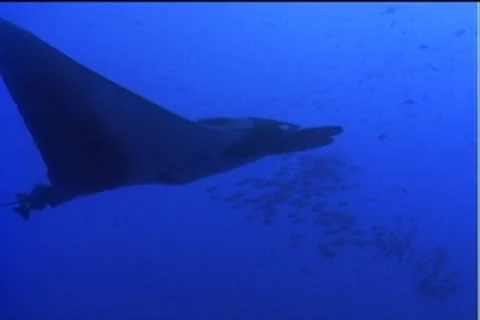 BL113-017 動画素材 7908984