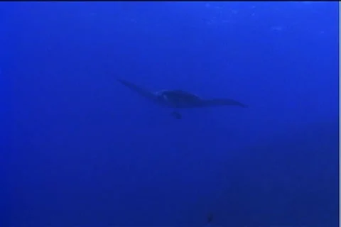 BL113-018 Stock Footage 7908997