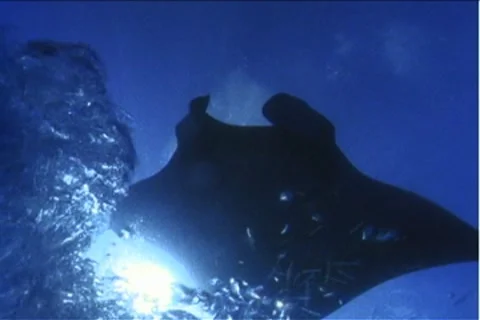 BL113-019 動画素材 7909025