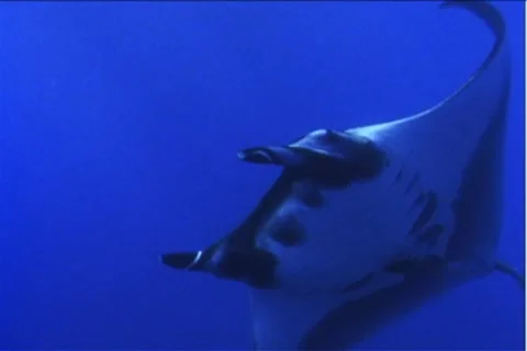 BL113-020 動画素材 7909021