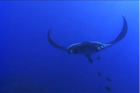 BL113-021 Stock Footage 7909032