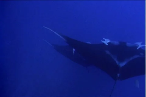 BL113-022 動画素材 7909045