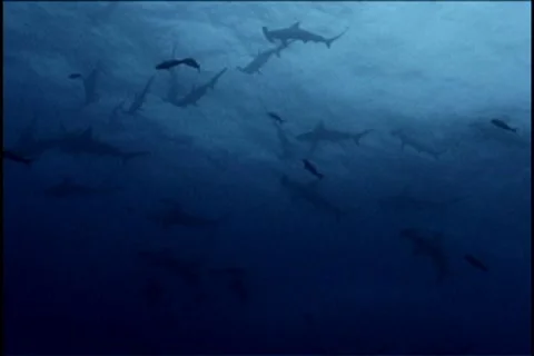 BL113-023 動画素材 7909048