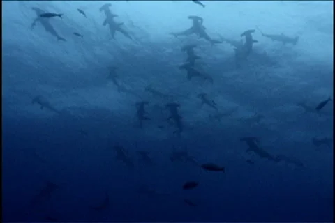 BL113-024 Stock Footage 7909062