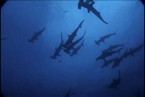 BL113-025 動画素材 7909055