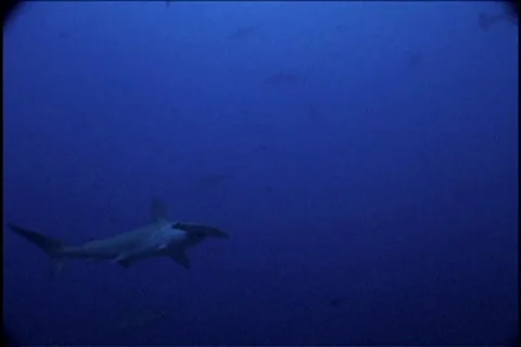 BL113-026 Stock Footage 7909065