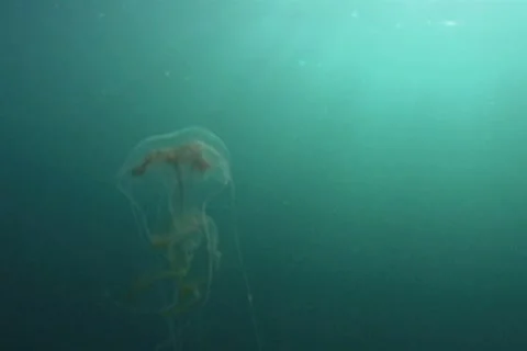 BL113-027 動画素材 7909084