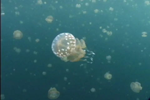 BL113-028 Stock Footage 7909094