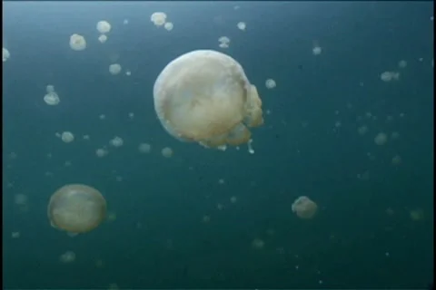 BL113-029 Stock Footage 7909115