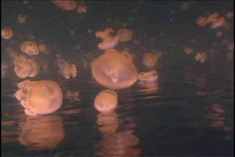 BL113-030 動画素材 7909137