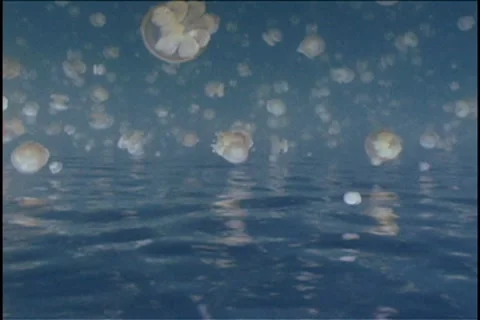 BL113-031 動画素材 7909207