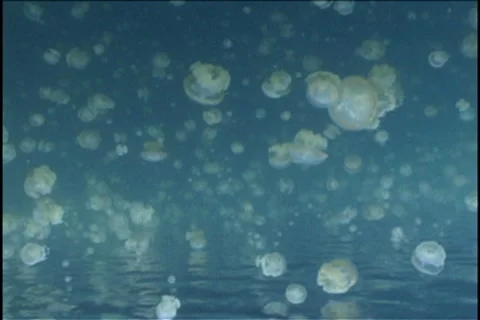 BL113-032 動画素材 7909181