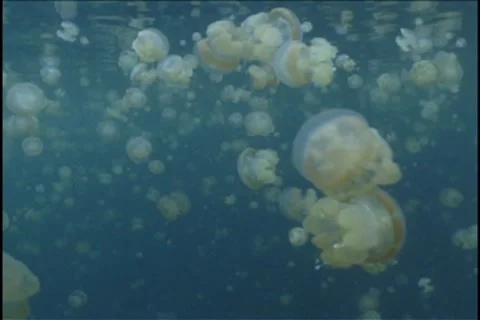 BL113-033 動画素材 7909194