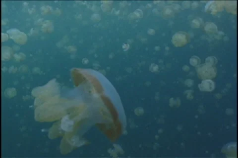 BL113-034 動画素材 7909206