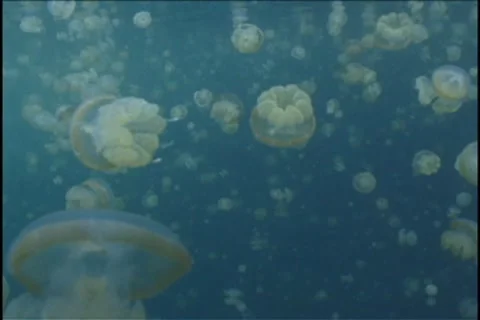 BL113-035 動画素材 7909220