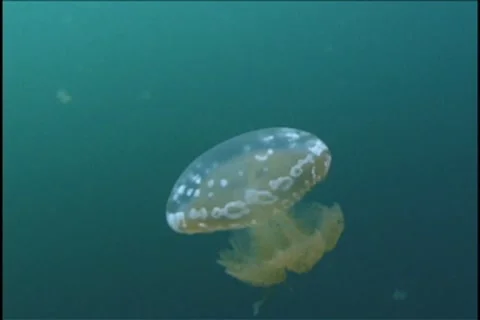 BL113-036 動画素材 7909252