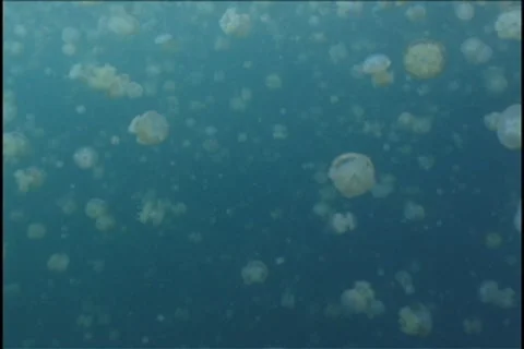 BL113-037 Stock Footage 7909336