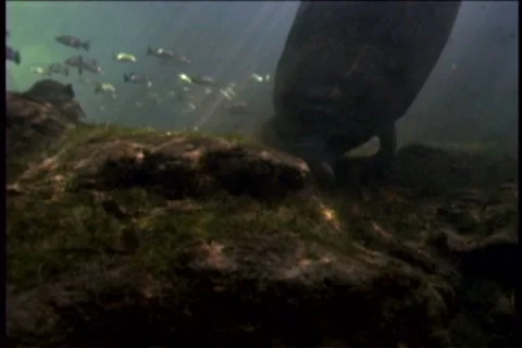 BL113-038 動画素材 7909295