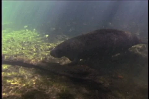 BL113-039 Stock Footage 7909302