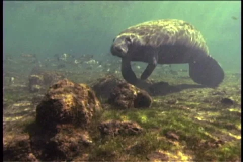 BL113-040 動画素材 7909320