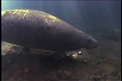 BL113-042 Stock Footage 7909347