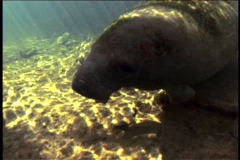 BL113-043 動画素材 7909346