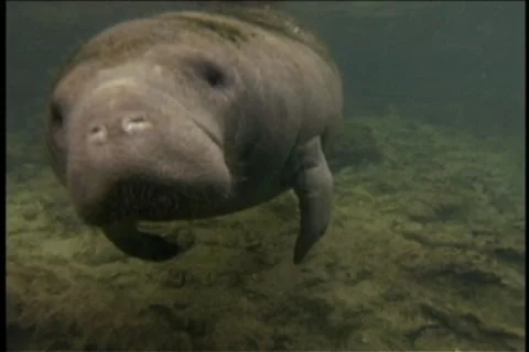 BL113-044 動画素材 7909364