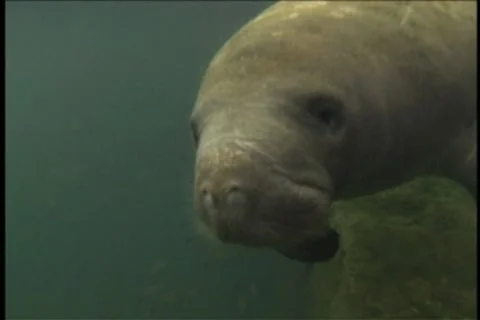 BL113-045 動画素材 7909380