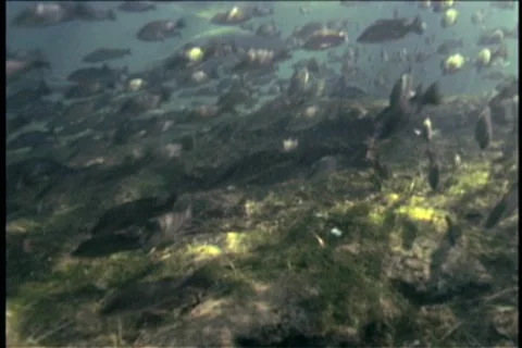 BL113-046 動画素材 7909412