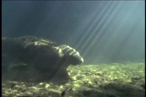 BL113-047 動画素材 7909403