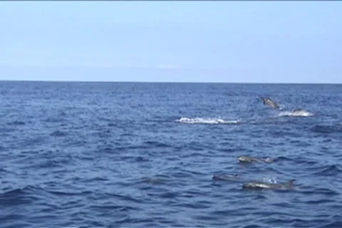 BL113-048 動画素材 7909411