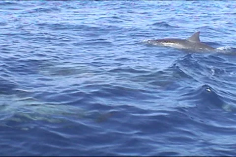 BL113-049 動画素材 7909418