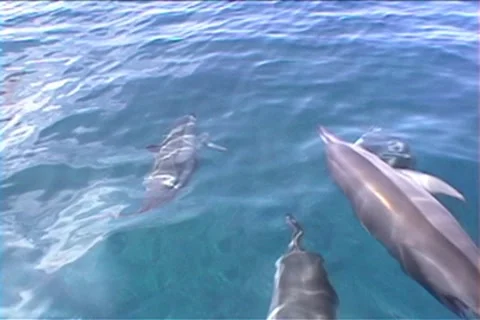 BL113-050 Stock Footage 7909422