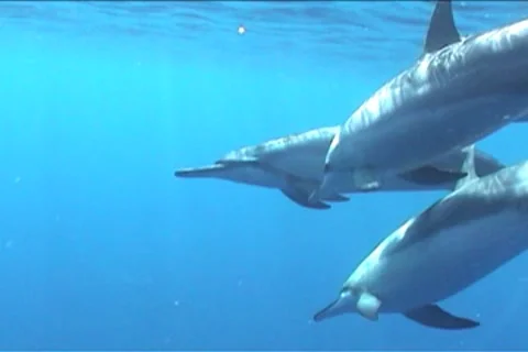 BL113-051 動画素材 7909433