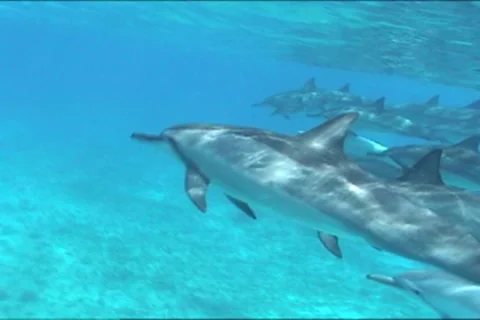 BL113-052 動画素材 7909460