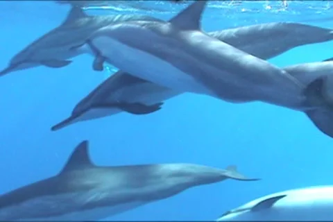 BL113-053 動画素材 7909462