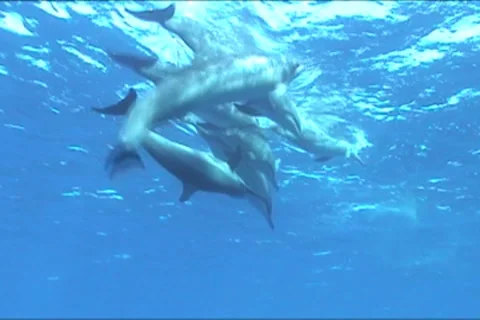 BL113-054 動画素材 7909475