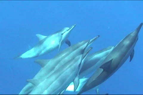 BL113-055 動画素材 7909509