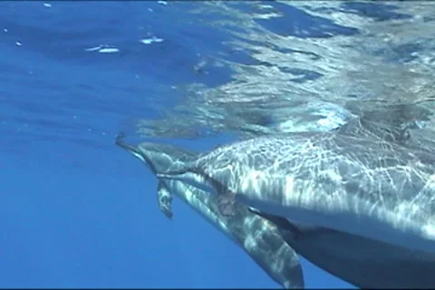 BL113-056 動画素材 7909508