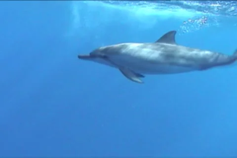 BL113-057 動画素材 7909519