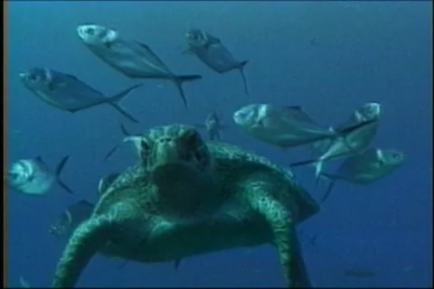 BL113-058 Stock Footage 7909517