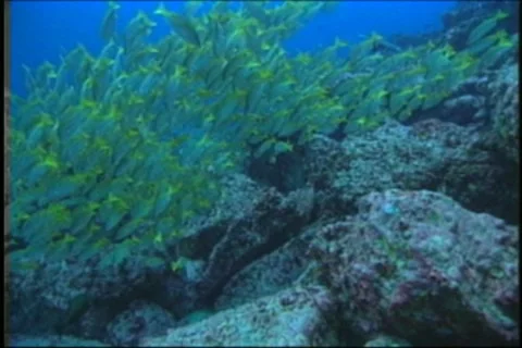 BL113-059 動画素材 7909531