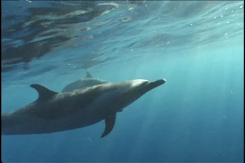 BL113-060 動画素材 7909526