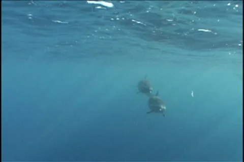 BL113-061 動画素材 7909543