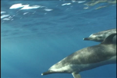 BL113-062 動画素材 7909551