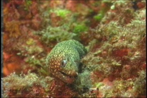 BL113-063 Stock Footage 7909548